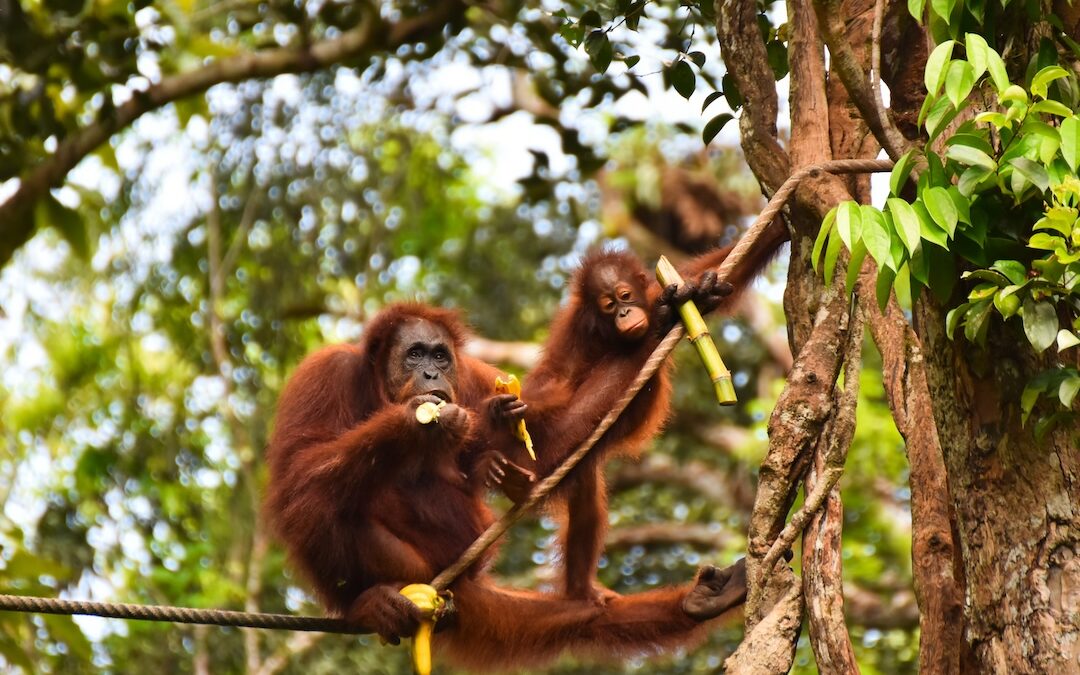 Borneo Malese: il nostro itinerario.